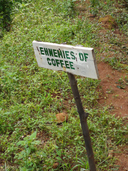 Der Weg zu einer perfekten Tasse Ruanda-Kaffee - Teil 2