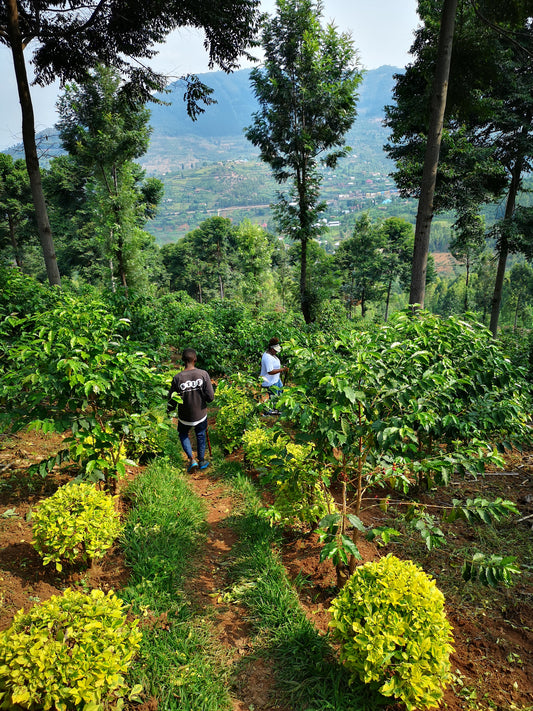 Der Weg zu einer perfekten Tasse ruandischen Kaffees - Teil 1: Bedingungen für den Kaffeeanbau